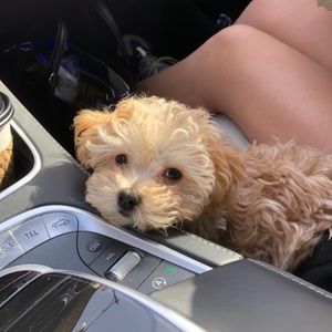 Meet your Posher, Brian